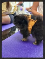 Ikko- AKC-reduced , a male Pomeranian for sale in Lexington, KY – 2 of 10