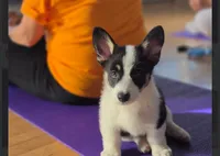 Louie, a female Pembroke Welsh Corgi for sale in Danville, KY – 3 of 5