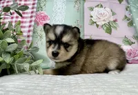 Admira- mini, a female Pomsky for sale in Lexington, KY – 4 of 4