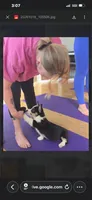 Ziggy, a male Pembroke Welsh Corgi for sale in Danville, KY – 4 of 4