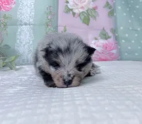 Iggy-AKC, a male Pomeranian for sale in Lexington, KY – 4 of 5