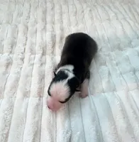 Sarah-toy/mini, a female Pomsky for sale in Lexington, KY – Photo 2 of 2