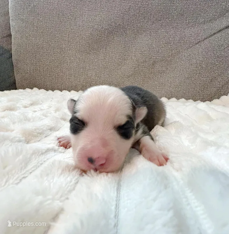 Sarah-toy/mini – Pomsky puppy for sale in Lexington, KY