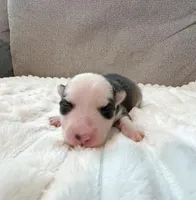 Sarah-toy/mini, a female Pomsky for sale in Lexington, KY – Photo 1 of 2