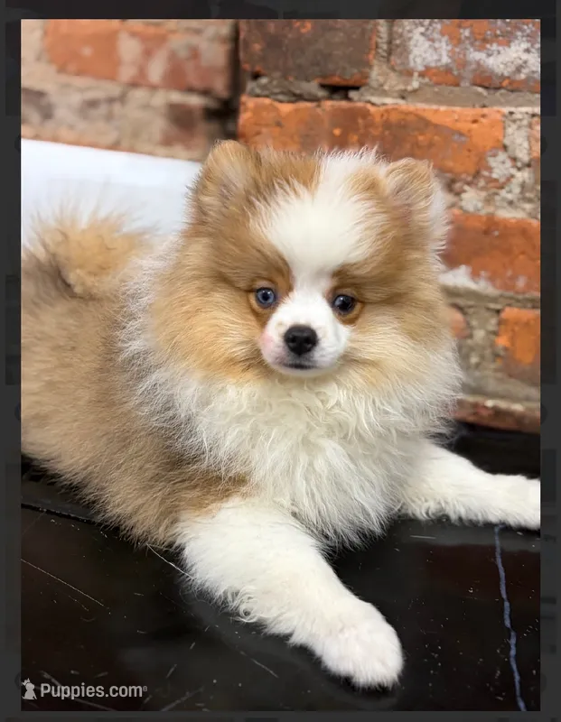 Kona  – Pomeranian puppy for sale in Lexington, KY