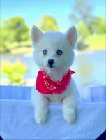 Queen E. , a female Pomsky for sale in Lexington, KY – 1 of 4