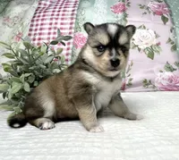 Admira- mini, a female Pomsky for sale in Lexington, KY – 3 of 4