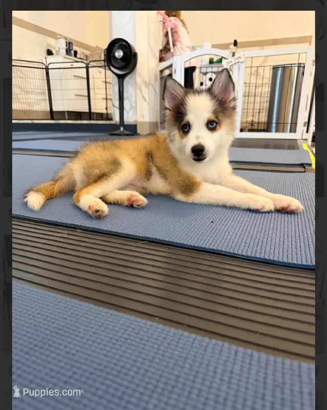 Simon -toy/mini – Pomsky puppy for sale in Lexington, KY