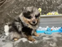 Iggy-AKC, a male Pomeranian for sale in Lexington, KY – 2 of 8