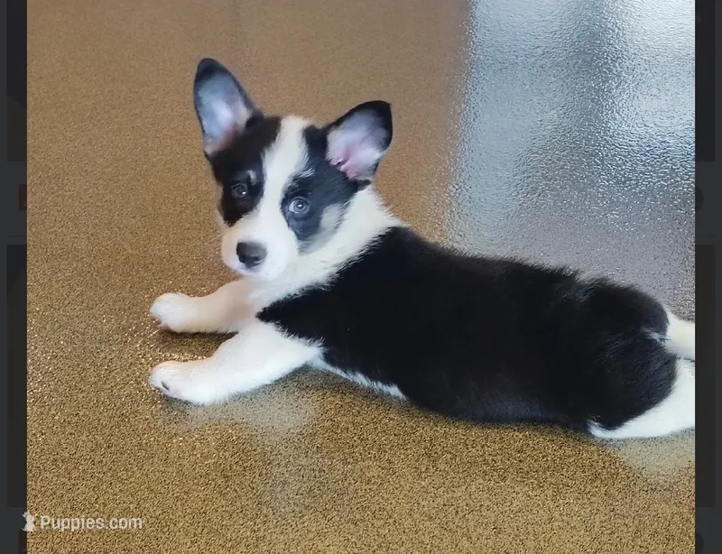 Louie, a female Pembroke Welsh Corgi for sale in Danville, KY – 1 of 5