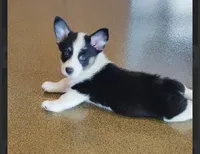 Louie, a female Pembroke Welsh Corgi for sale in Danville, KY – 1 of 5