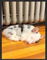 Sapphire, a female Pembroke Welsh Corgi for sale in Lexington, KY – 1 of 2