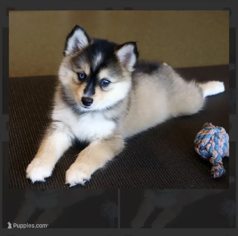 Admira- mini – Pomsky puppy for sale in Lexington, KY