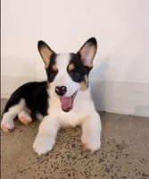 Brantly-reduced, a male Pembroke Welsh Corgi for sale in Lexington, KY – Photo 3 of 8