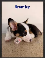 Brantly-reduced, a male Pembroke Welsh Corgi for sale in Lexington, KY – Photo 6 of 8
