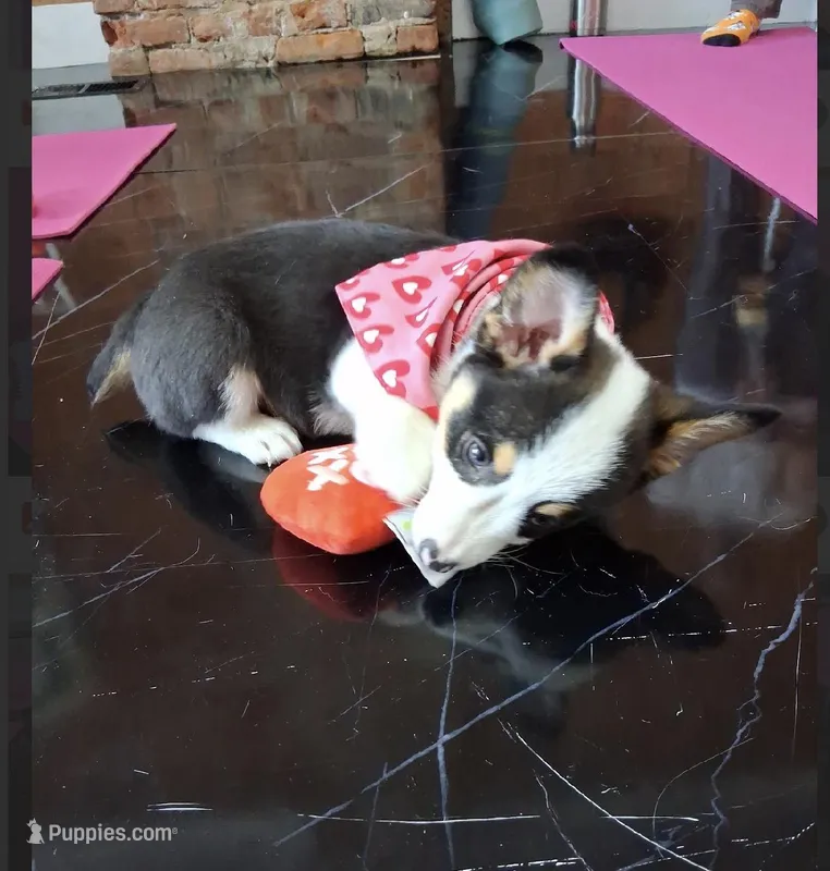 Brantly, a male Pembroke Welsh Corgi for sale in Lexington, KY – Photo 1 of 2