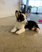 Brantly-reduced, a male Pembroke Welsh Corgi for sale in Lexington, KY – Photo 4 of 8