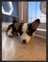 Brantly-reduced, a male Pembroke Welsh Corgi for sale in Lexington, KY – Photo 5 of 8