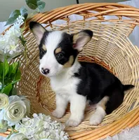 Brantly, a male Pembroke Welsh Corgi for sale in Lexington, KY – Photo 2 of 2