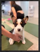 Brantly-reduced, a male Pembroke Welsh Corgi for sale in Lexington, KY – Photo 1 of 8