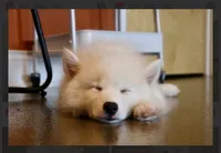 Arlo- mini -reduced, a male Pomsky for sale in Lexington, KY – 2 of 10