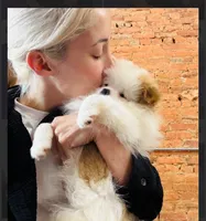 Maui, a male Pomeranian for sale in Lexington, KY – 4 of 6