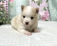 Alice- mini Pomsky , a female Pomsky for sale in Lexington, KY – 3 of 3