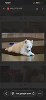 Arlo- mini -reduced, a male Pomsky for sale in Lexington, KY – 5 of 10