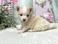 Alice- mini Pomsky , a female Pomsky for sale in Lexington, KY – 2 of 3