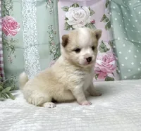 Alice- mini Pomsky , a female Pomsky for sale in Lexington, KY – 1 of 3