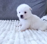 Little Whitmore, a male Pomsky for sale in Lexington, KY – Photo 2 of 2