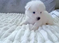 Little Whitmore, a male Pomsky for sale in Lexington, KY – Photo 1 of 2