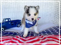 Simon -toy/mini, a male Pomsky for sale in Lexington, KY – 3 of 9