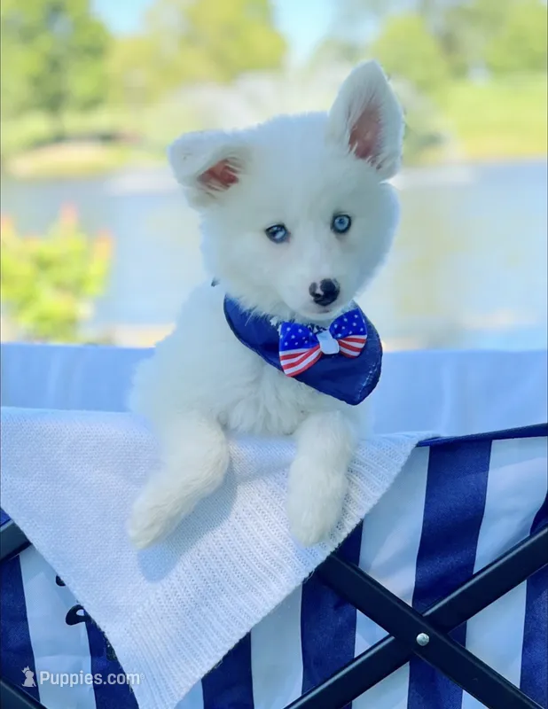 Little Whitmore – Pomsky puppy for sale in Lexington, KY