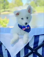 Little Whitmore, a male Pomsky for sale in Lexington, KY – 2 of 5