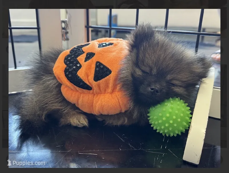 Italy -AKC  – Pomeranian puppy for sale in Lexington, KY