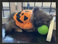 Italy -AKC -reduced, a male Pomeranian for sale in Lexington, KY – 1 of 6