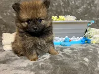 Italy -AKC , a male Pomeranian for sale in Lexington, KY – 2 of 7