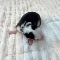 Lydia -toy/mini, a female Pomsky for sale in Lexington, KY – Photo 2 of 2