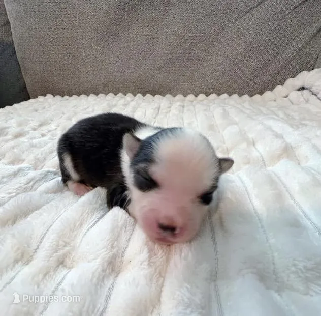 Lydia -toy/mini – Pomsky puppy for sale in Lexington, KY