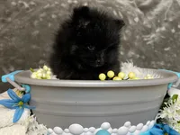 Ikko- AKC, a male Pomeranian for sale in Lexington, KY – 3 of 6