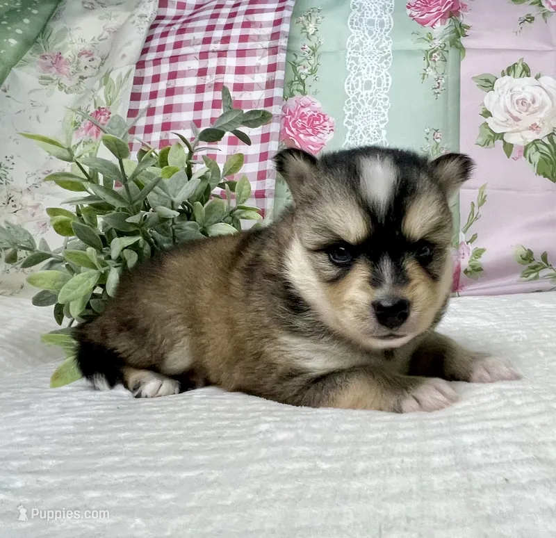 Admira- mini – Pomsky puppy for sale in Lexington, KY
