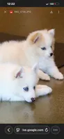 Abby-mini-reduced , a female Pomsky for sale in Lexington, KY – 4 of 6