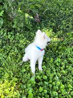 Little Whitmore, a male Pomsky for sale in Lexington, KY – 2 of 10