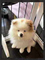 Maui, a male Pomeranian for sale in Lexington, KY – 2 of 6