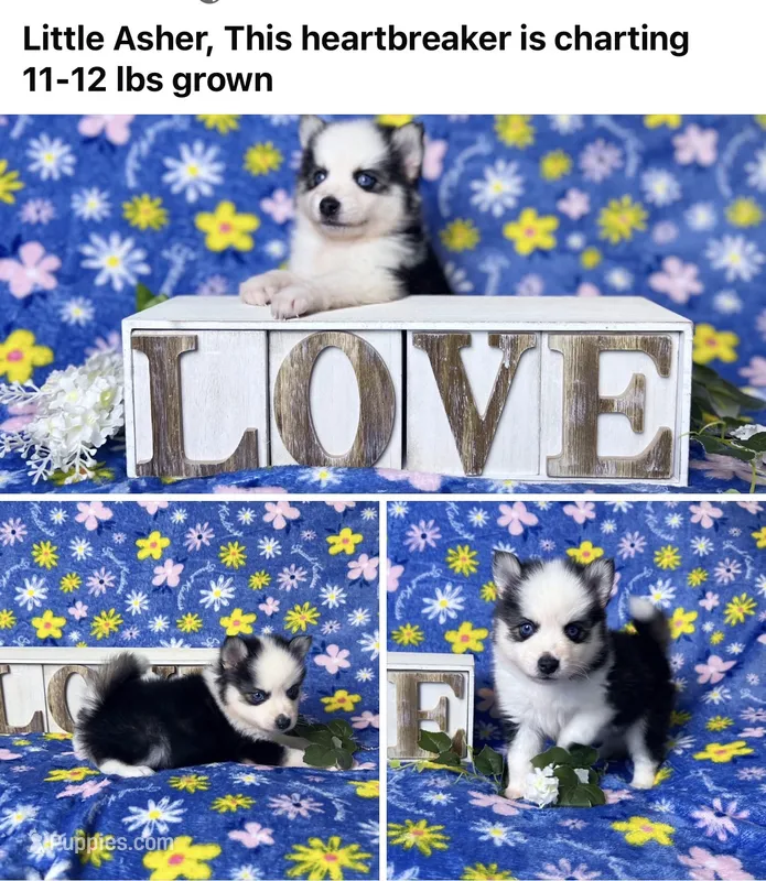 Asher- toy/mini – Pomsky puppy for sale in Lexington, KY