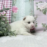 Abby-mini, a female Pomsky for sale in Lexington, KY – 2 of 2