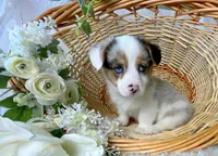 Uno, a male Pembroke Welsh Corgi for sale in Lexington, KY – Photo 3 of 3