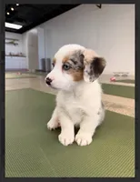 Uno- blue eyes-reduced , a male Pembroke Welsh Corgi for sale in Lexington, KY – Photo 3 of 8