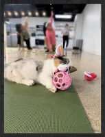 Uno- blue eyes-reduced , a male Pembroke Welsh Corgi for sale in Lexington, KY – Photo 5 of 8